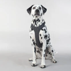 PAIKKA Visibility Harness 14 PAIKKA Visibility Harness -Bester Tierserien Laden paikka visibility harness 217809 0500 none