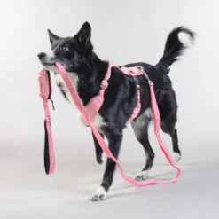 PAIKKA Visibility Leash -Bester Tierserien Laden paikka visibility leash 217818 0500 none