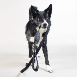 PAIKKA Visibility Leash -Bester Tierserien Laden paikka visibility leash 217819 0500 none