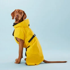 PAIKKA Visibility Raincoat Lite Yellow 10 PAIKKA Visibility Raincoat Lite Yellow -Bester Tierserien Laden paikka visibility raincoat lite yellow 217726 0500 none