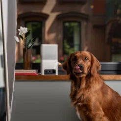 Petcube Bites 2 Lite -Bester Tierserien Laden petcube bites 2 lite 221205 0500 none