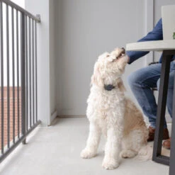 PetSafe Anti-Bell-Halsband -Bester Tierserien Laden petsafe anti blafhalsband 208109 0500 none