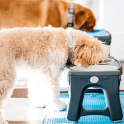 Popware Adjustable Height Pet Feeder 17 Popware Adjustable Height Pet Feeder -Bester Tierserien Laden popware adjustable height pet feeder 164587 0500 none