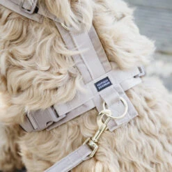 Kentucky Dog Harness Active Velvet -Bester Tierserien Laden prod 15744 218987 0500 none