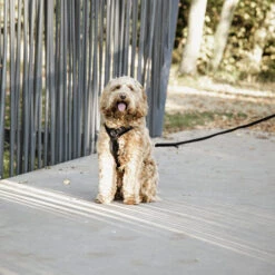 Kentucky Dog Harness Active Velvet -Bester Tierserien Laden prod 15744 218994 0500 none