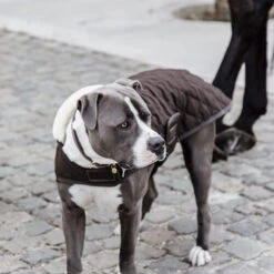 Kentucky Hundemantel Original 11 Kentucky Hundemantel Original -Bester Tierserien Laden prod 15745 218998 0500 none