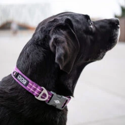 DOG Copenhagen Urban Style Halsband -Bester Tierserien Laden prod 15937 220286 0500 none