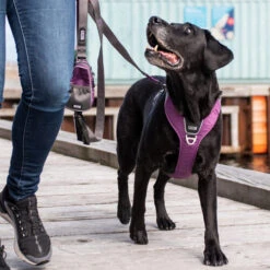 DOG Copenhagen Comfort Walk Pro Geschirr 27 DOG Copenhagen Comfort Walk Pro Geschirr -Bester Tierserien Laden prod 15938 220297 0500 none