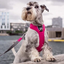 DOG Copenhagen Comfort Walk Pro Geschirr 18 DOG Copenhagen Comfort Walk Pro Geschirr -Bester Tierserien Laden prod 15938 220300 0500 none