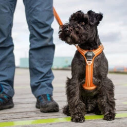 DOG Copenhagen Comfort Walk Air Geschirr -Bester Tierserien Laden prod 15939 220308 0500 none