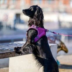 DOG Copenhagen Comfort Walk Go Geschirr -Bester Tierserien Laden prod 15940 220325 0500 none