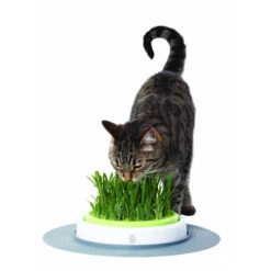 Catit Senses Katzengrassamenset -Bester Tierserien Laden product catit senses grass garden none 4 1465980270 69885