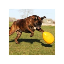 Jolly Egg 12 Jolly Egg -Bester Tierserien Laden product jolly egg none 4 1496839893 86965