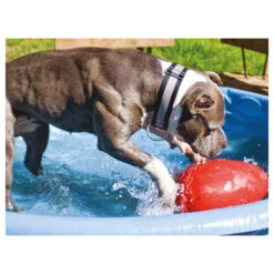 Jolly Egg 13 Jolly Egg -Bester Tierserien Laden product jolly egg none 4 1496839894 86968