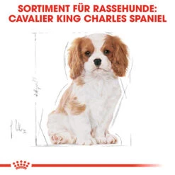 Royal Canin Cavalier King Charles Puppy - Hundefutter 14 Royal Canin Cavalier King Charles Puppy - Hundefutter -Bester Tierserien Laden royal canin cavalier king charles puppy hondenvoer 137932 0500 none