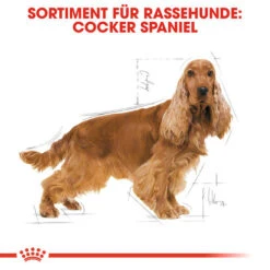 Royal Canin Cocker Adult - Hundefutter -Bester Tierserien Laden royal canin cocker adult hondenvoer 138145 0500 none