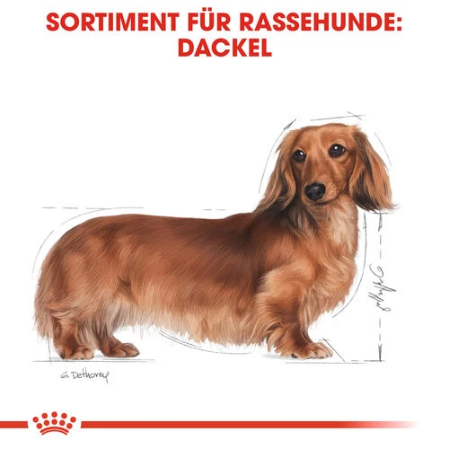 Royal Canin Dachshund Adult Wet - Hundefutter 6 Royal Canin Dachshund Adult Wet - Hundefutter – Bild 4