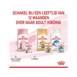 Royal Canin Kitten Sterilised Gelee - Beutel 20 Royal Canin Kitten Sterilised Gelee - Beutel -Bester Tierserien Laden royal canin kitten sterilised in jelly maaltijdzakje 207221 0500 none