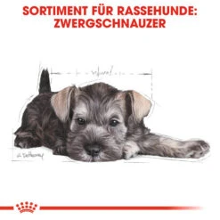 Royal Canin Mini Schnauzer Puppy - Hundefutter -Bester Tierserien Laden royal canin mini schnauzer puppy hondenvoer 140182 0500 none