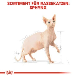 Royal Canin Sphynx Adult - Katzenfutter 16 Royal Canin Sphynx Adult - Katzenfutter -Bester Tierserien Laden royal canin sphynx adult kattenvoer 125438 0500 none