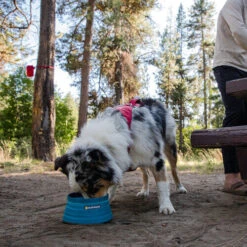 Ruffwear Bivy Bowl -Bester Tierserien Laden ruffwear bivy bowl 204698 0500 none