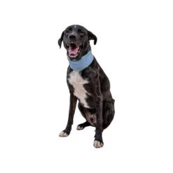 Ruffwear Swamp Cooler Neck Gaiter -Bester Tierserien Laden ruffwear swamp cooler neck gaiter 196808 0500 none