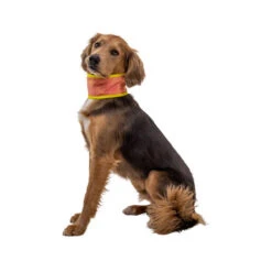 Ruffwear Swamp Cooler Neck Gaiter -Bester Tierserien Laden ruffwear swamp cooler neck gaiter 196817 0500 none