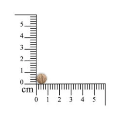 Sensipharm Omniderma Kleine Haustiere -Bester Tierserien Laden sensipharm omniderma kleine huisdieren 174703 0500 none