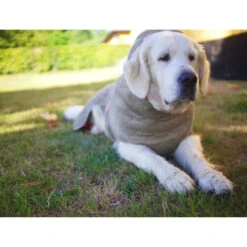 Siccaro WetDog SupremePro 12 Siccaro WetDog SupremePro -Bester Tierserien Laden siccaro wetdog supremepro 20 216998 0500 none