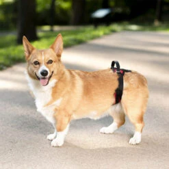 PetSafe Carelift - Tragesystem / Tragegeschirr Für Hunde -Bester Tierserien Laden solvit carelift draagsysteem voor de hond 163711 0500 none