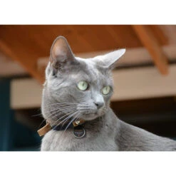 Spotted! Pro Dog & Cat -Bester Tierserien Laden spotted pro dog cat 166915 0500 none