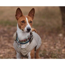 Spotted! Pro Dog & Cat -Bester Tierserien Laden spotted pro dog cat 166918 0500 none