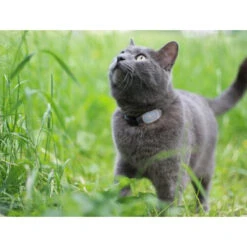 Tabcat Cat Tracker -Bester Tierserien Laden tabcat cat tracker 217030 0500 none