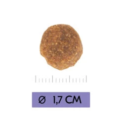 Vetality Adult Maxi - Hundefutter -Bester Tierserien Laden vetality adult maxi hondenvoer 213656 0500 none